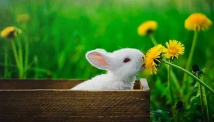 -中外足球青训合作项目启动，培养人才，中国足协在国外有青训基地吗